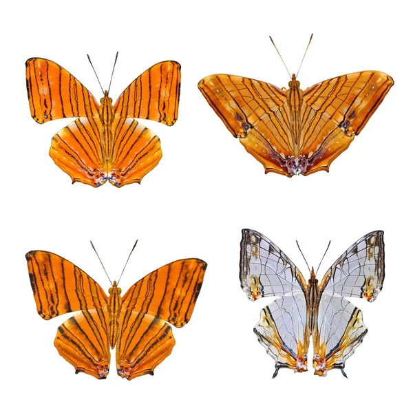 Butterfly collection — Stock Photo, Image