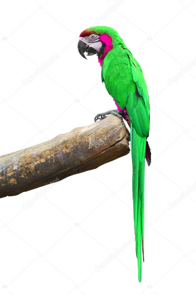 Green Macaw 