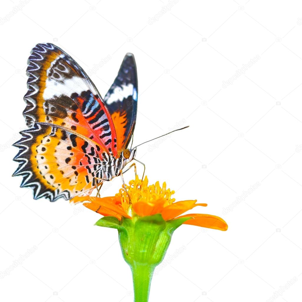 Butterfly on a Mexican Sunflower 