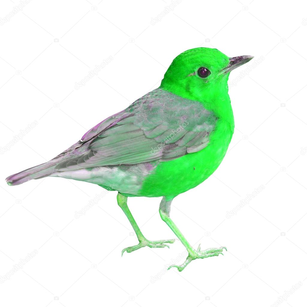 Beautiful Green Bird