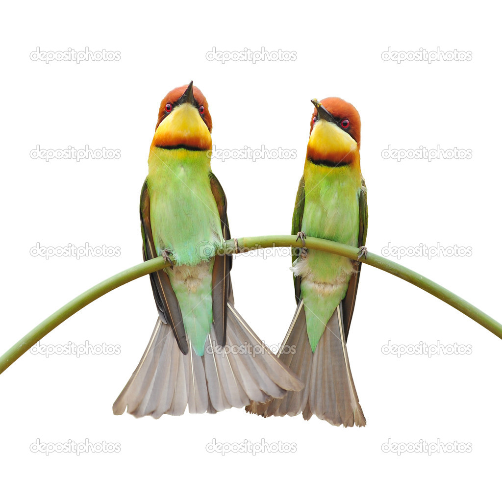 Bee-eater Bird