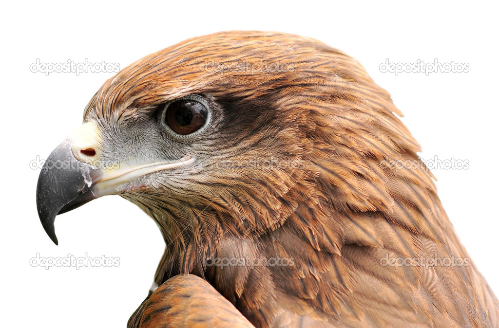 Head of Eagle 