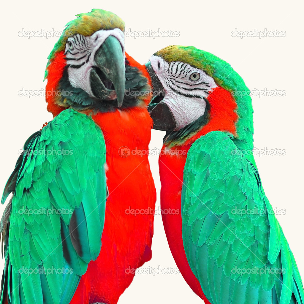macaw love bird 