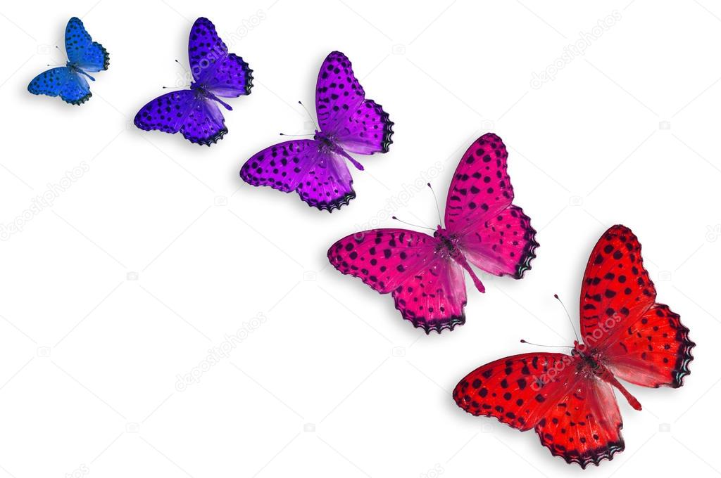 Five Color Butterflies