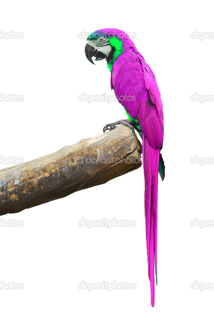 Pink Macaw 