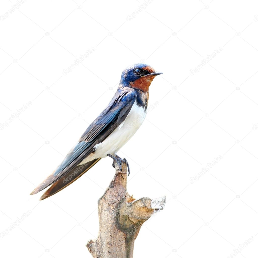 Barn Swallow bird