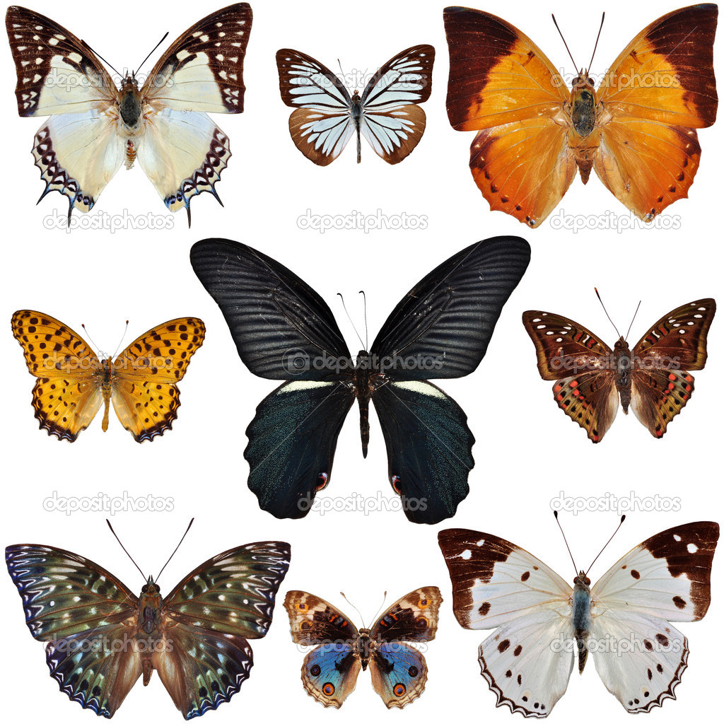 Butterfly Collection