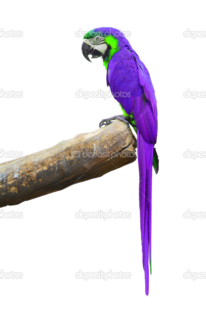 Purple Macaw 