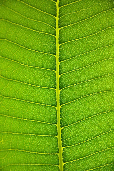 Frangipani leaf — Stock Photo, Image