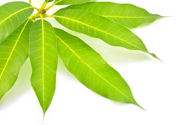 Mango leaf — Stock Photo, Image