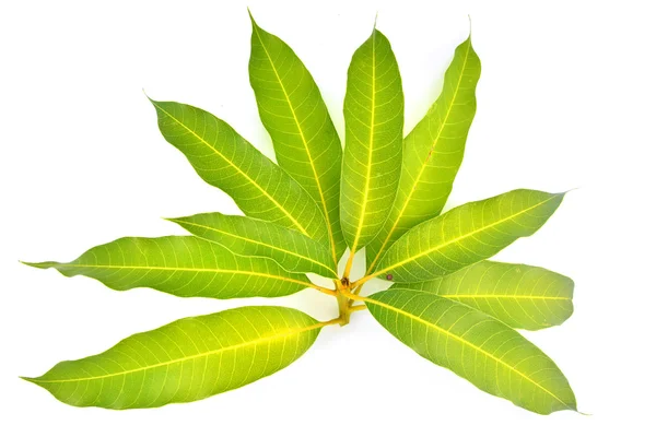 Mango leaf — Stock Photo, Image