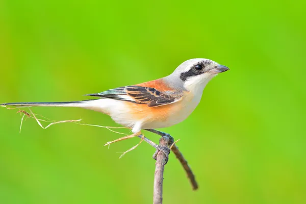 ベイ バックアップ シュライク鳥 — ストック写真