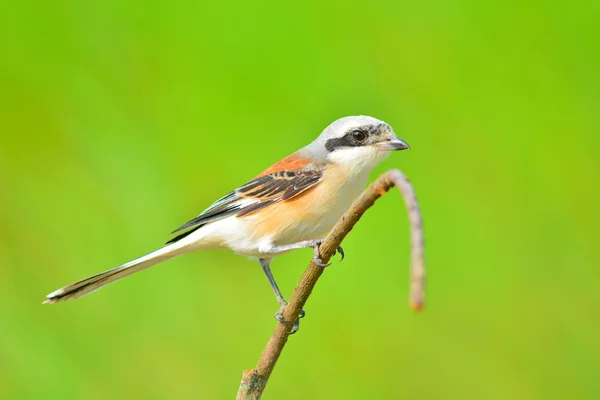 Pájaro langosta respaldado por bahía — Foto de Stock