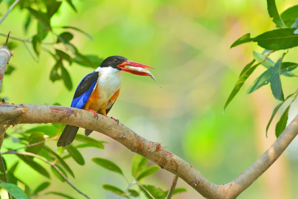 Black-capped Kingfisher bird — Stock Photo, Image