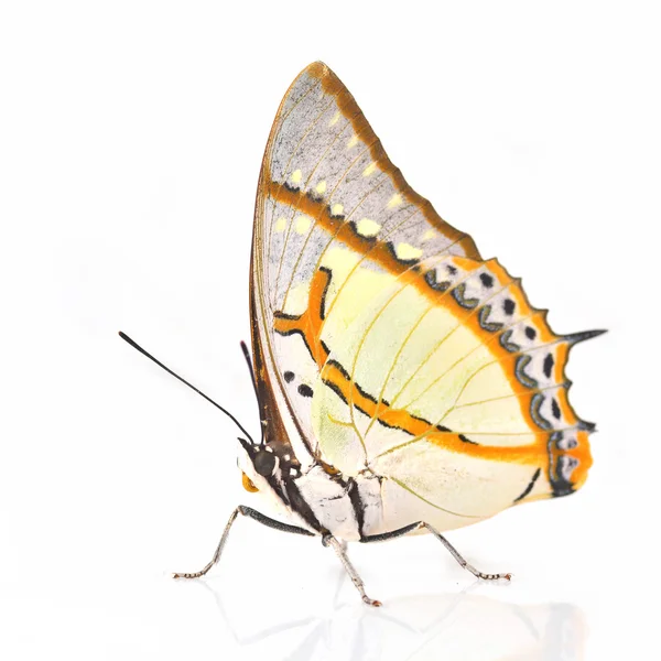 Λευκό και κίτρινο πεταλούδα — Φωτογραφία Αρχείου