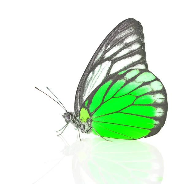 Белая и зеленая бабочка — стоковое фото