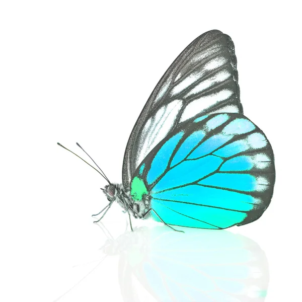 Белая и синяя бабочка — стоковое фото