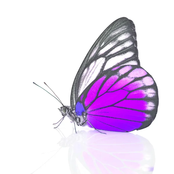 White and Purple Butterfly — Stock Photo, Image