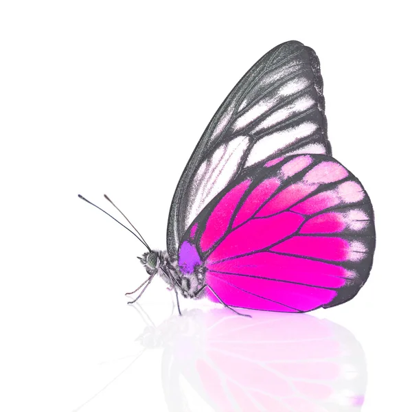 Weißer und rosa Schmetterling — Stockfoto
