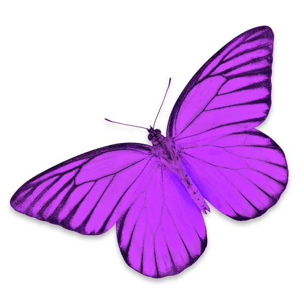 Paarse vlinder — Stockfoto
