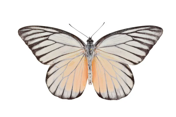 백색과 노란 나비 — 스톡 사진