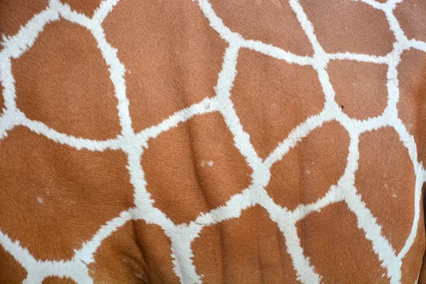 长颈鹿皮肤 — 图库照片