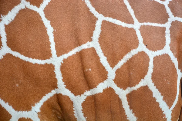 Giraffe skin — Stock Photo, Image