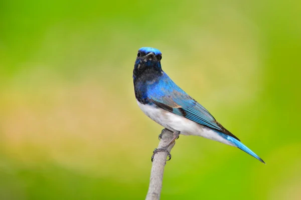 Modré a bílé flycatcher pták — Stock fotografie