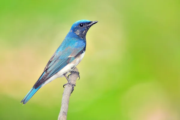 青と白のスイセンヒタキ鳥 — ストック写真