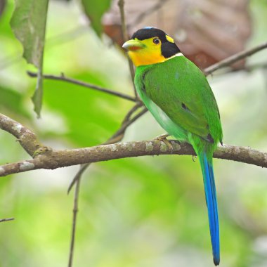 uzun kuyruklu kılıç kuş