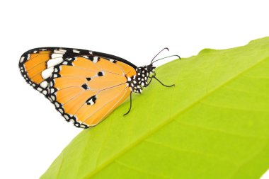 güzel kelebek monarch