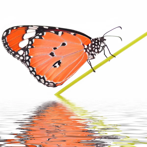 Beautiful monarch butterfly — Stock Photo, Image