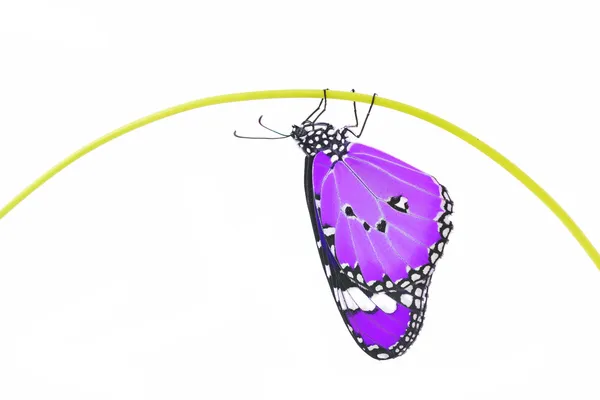 Фіолетовий метелик — стокове фото
