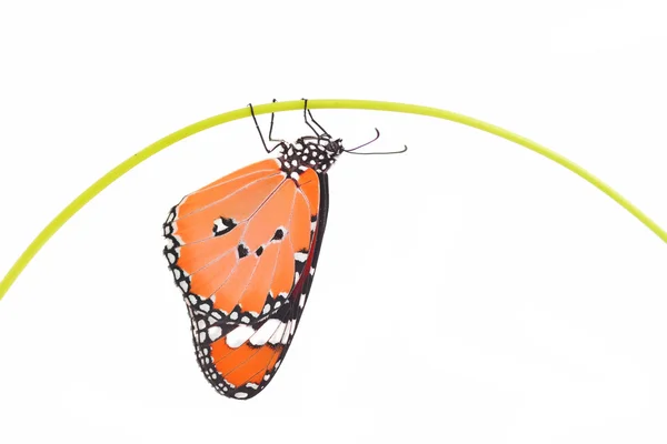 Oranssi perhonen — kuvapankkivalokuva