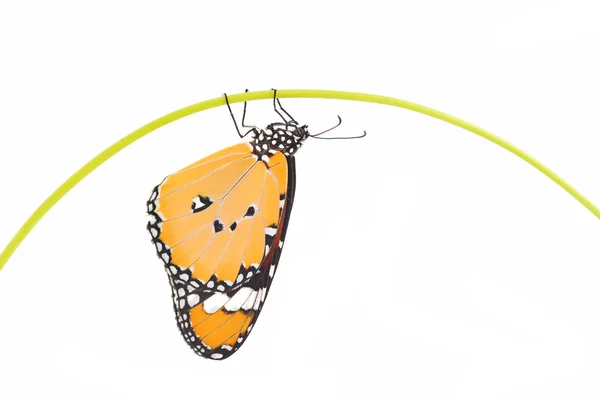 Красива Метелик монарх — стокове фото