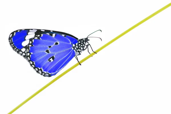 Blauer Schmetterling — Stockfoto