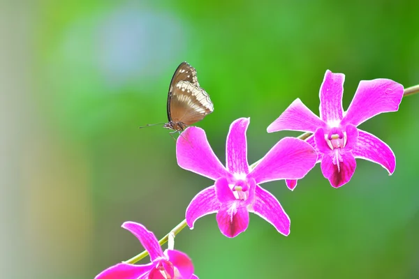 Fjäril på blomma — Stockfoto