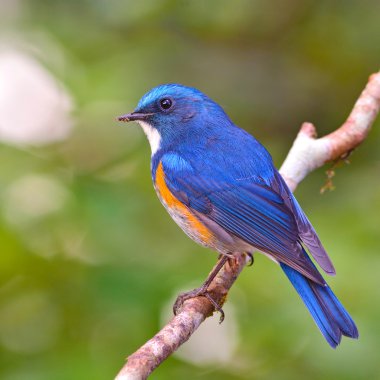 Himalaya bluetail kuş