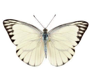 Beyaz kelebek