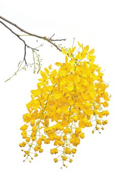 yellow flower clipart
