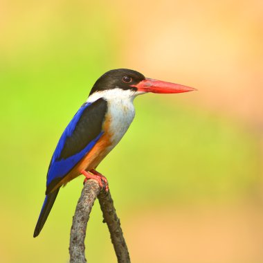 Siyah şapkalı kingfisher