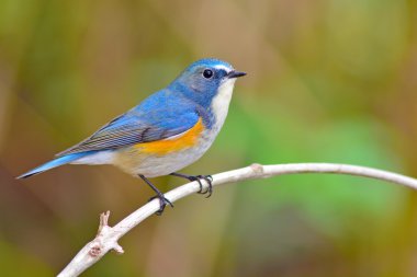 bluetail kırmızı çevrili kuş