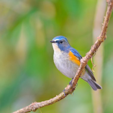 bluetail kırmızı çevrili kuş
