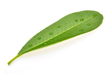 Frangipani yaprak