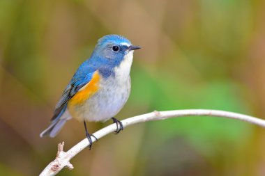 bluetail kırmızı çevrili kuş