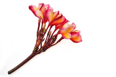 frangipani izole