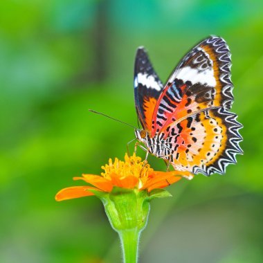 Closeup Butterfly on Flower clipart