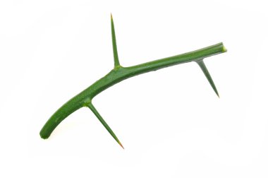 limon ağacı diken. 