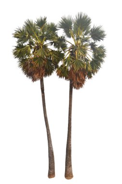 Toddy palmiye ağacı