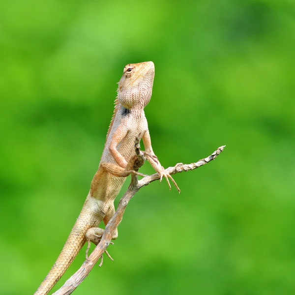 Eidechse — Stockfoto